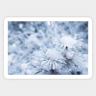 Hoarfrost on conifer tree needles Sticker